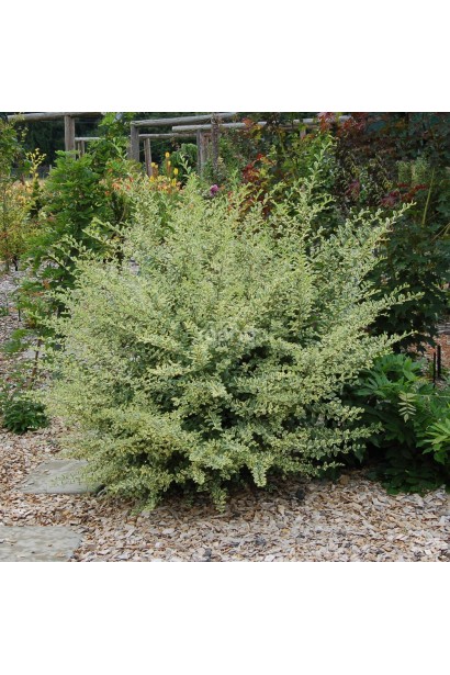 Бірючина ібота Мюслі